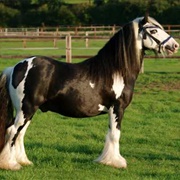Cob Horse
