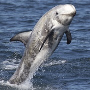 Risso&#39;s Dolphin