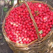 Hawthorn Berries