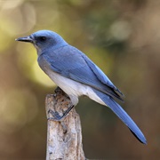 Mexican Jay