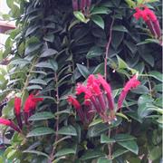 Lipstick Plant