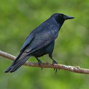 Tamaulipas Crow