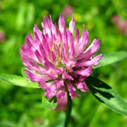 Red Clover