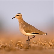 Sociable Lapwing