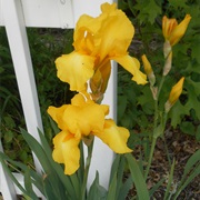 Iris