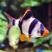 Tiger Barb