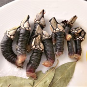 Percebes