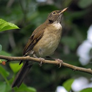 White-Throated Thrush