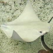 Stingray