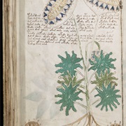 Voynich Manuscript