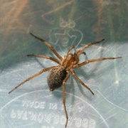 Hobo Spider