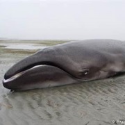 Pygmy Right Whale