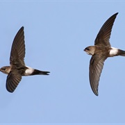 Antillean Palm-Swift