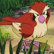 Pidgey