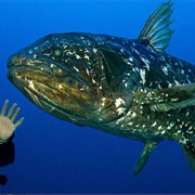 Coelacanth