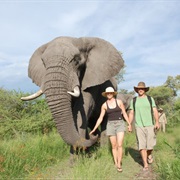 Walk With Elephants