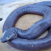 Caecilian