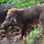 Javan Warty Pig
