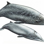 Hubb&#39;s Beaked Whale