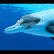 Deraniyagala&#39;s Beaked Whale