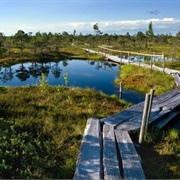 Large Ķemeru Moorland (Lielais Ķemeru Tīrelis)