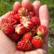 Picking Wild Raspberries
