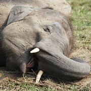 Older Elephants Do Not Leave the Herd and Go to an Elephant Graveyard to Die