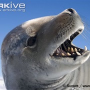 Crabeater Seal