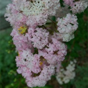 Crepe Myrtle