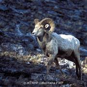 Look for Bighorn Sheep Near Hardy Creek.