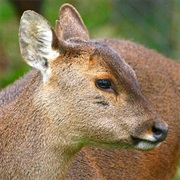 Musk Deer