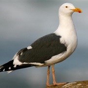 Western Gull