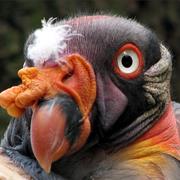 King Vulture