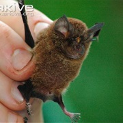 Mediterranean Horseshoe Bat