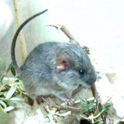 Bolivian Chinchilla Rat