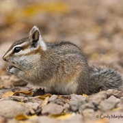 Cliff Chipmunk