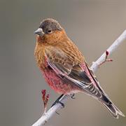 Brown-Capped Rosy Finch