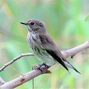 Gray-Streaked Flycatcher