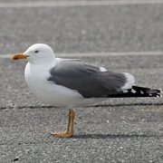 Yellow-Legged Gull