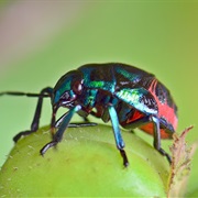 Jewel Beetle