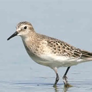 Baird&#39;s Sandpiper