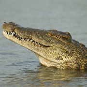 A Crocodile&#39;S Tongue Is Unmovable, It&#39;s Attached to the Roof of Its Mouth.