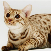 Ocicat