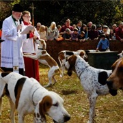 Attend the Blessing of the Hounds in Aiken, South Carolina