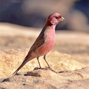 Sinai Rosefinch (Jordan)