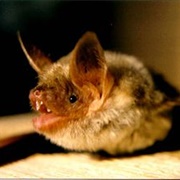 Greater Mouse-Eared Bat