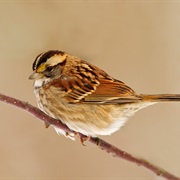 Sparrow