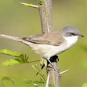 Lesser Whitethroat