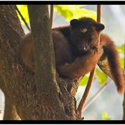 Jerdon&#39;s Palm Civet