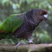 Imperial Amazon (Dominica)